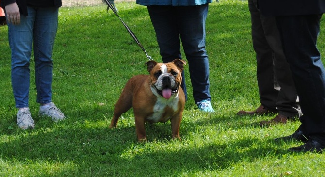 Des P'tits Boules Dogs - 2016 