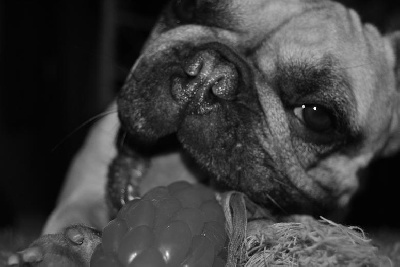 Des P'tits Boules Dogs